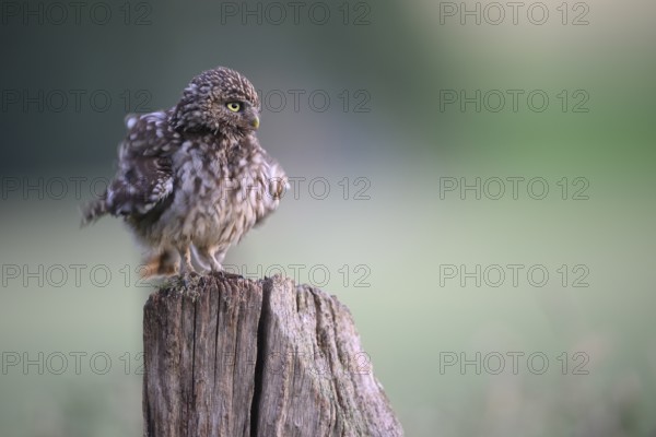 Little owl (Athene noctua) fluffs its feathers on a wooden post in the middle of a blurred meadow in soft light, Wiehengebirge, Lower Saxony, Germany