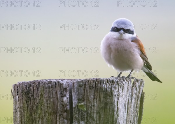 A male red-backed shrike (Lanius collurio) sitting on an old wooden pole branch with blurred background, Dümmer nature park Park, Lower Saxony, Germany
