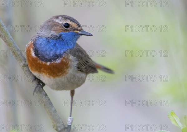 A bluethroat (Luscinia svecica) with colourful plumage sitting on a branch in a natural environment, Dümmer nature park Park, Lower Saxony, Germany
