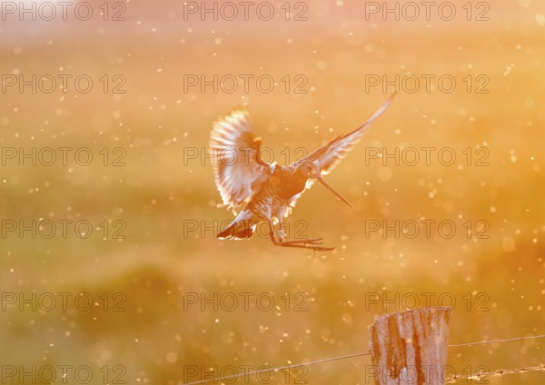 Black-tailed godwit (Limosa limosa) in flight, dramatic lighting, warm orange light, landing on a pasture pole, Dümmer nature park Park, Lower Saxony, Germany