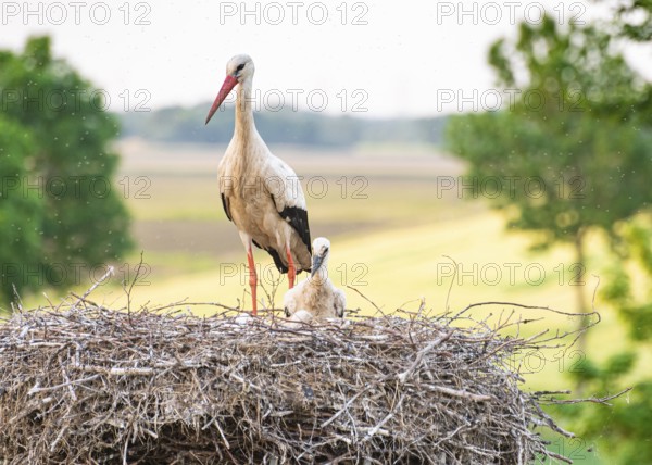 White stork (Ciconia ciconia) standing in a nest with a chick, surrounded by fields and trees, Dümmer nature park Park, Lower Saxony, Germany