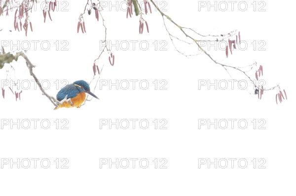 A kingfisher (Alcedo atthis) sits on a wintry branch of a black alder (Alnus glutinosa) with sparse red flowers, soft Zen impression that radiates tranquillity, Dümmer nature park Park, Lower Saxony, Germany