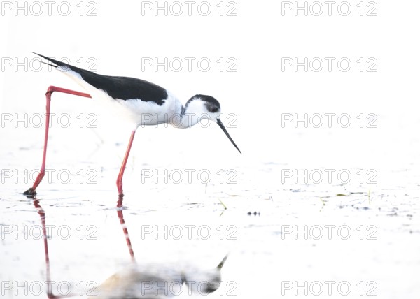 A black-winged Black-winged Stilt (Himantopus himantopus) searches for food in the water, its silhouette reflected in the water, Dümmer nature park Park, Lower Saxony, Germany
