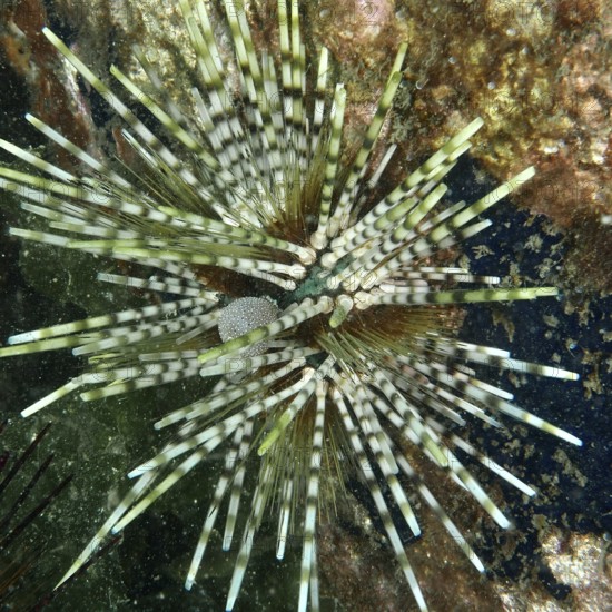 A sea urchin with striped spines, banded sea urchin (Echinothrix calamaris), on a rock in the sea. Dive site Secret Bay, Gilimanuk, Bali, Indonesia