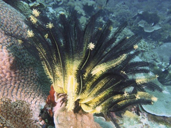 Bushy feather star, variable feather star (Comaster schlegelii) on coral, gives the picture a lively atmosphere. Dive site Toyapakeh, Nusa Ceningan, Nusa Penida, Bali, Indonesia