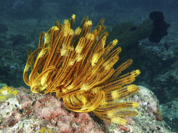A bright yellow Bushy Feather Star, Variable Yellow Feather Star (Comaster schlegelii) on a coral reef at depth. Dive site Pidada, Penyapangan, Bali, Indonesia