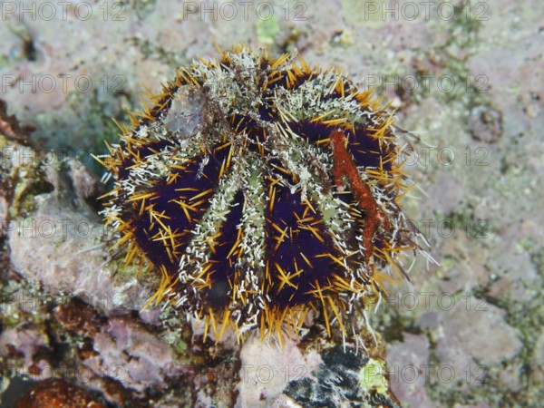 Orange-blue prickly sea urchin, peacock sea urchin (Tripneustes gratilla), on a rocky substrate in the sea. Dive site Toyapakeh, Nusa Ceningan, Nusa Penida, Bali, Indonesia