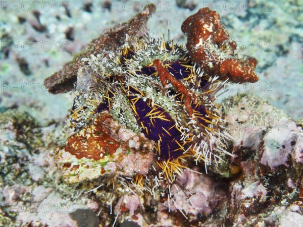 Spiny sea urchin (Tripneustes gratilla) is covered with pieces of coral. Dive site Toyapakeh, Nusa Ceningan, Nusa Penida, Bali, Indonesia