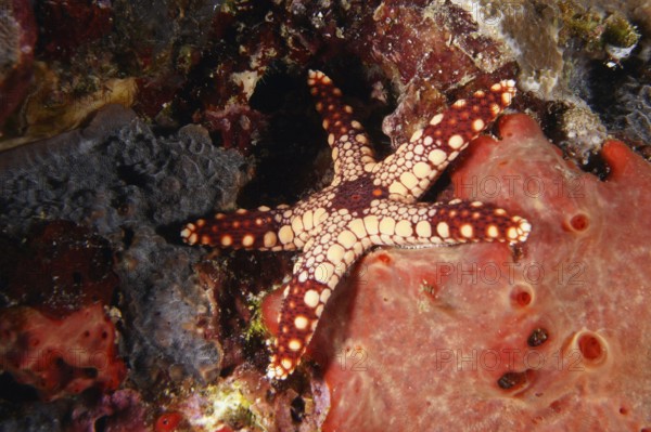 Reddish patterned starfish, pearl starfish (Fromia monilis), on a vivid red coral background. Dive site Toyapakeh, Nusa Ceningan, Nusa Penida, Bali, Indonesia