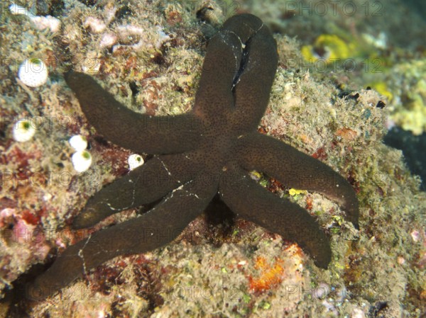 Dark brown starfish, Luzon starfish (Echinaster luzonicus), crawling over a rocky surface. Dive site Twin Reef, Penyapangan, Bali, Indonesia