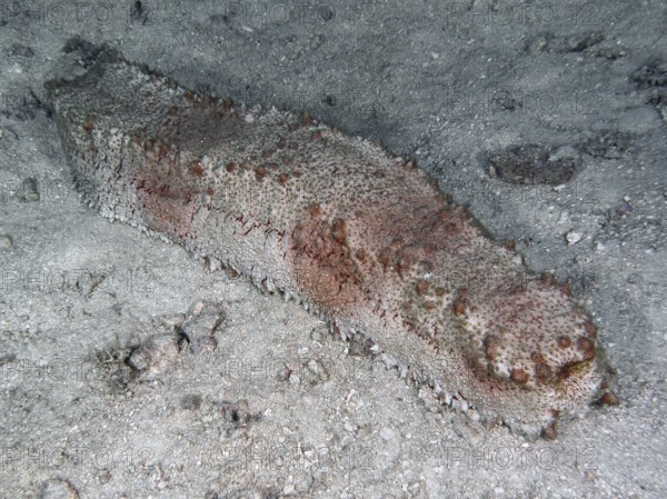 A sea cucumber, box sea cucumber (Thelenota anax) lies on a sandy seabed with a rough texture. Dive site Close Encounters, Permuteran, Bali, Indonesia