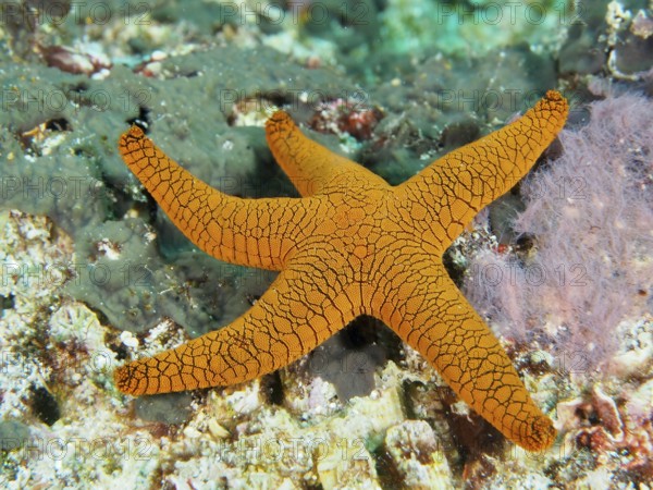 Bright orange-coloured starfish, Indian starfish (Fromia indica), stands out against the reef. Dive site Toyapakeh, Nusa Ceningan, Nusa Penida, Bali, Indonesia
