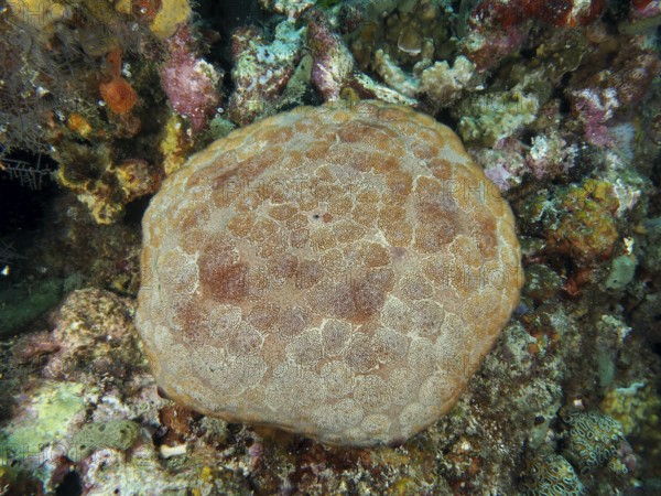 Large cushion starfish (Culcita novaeguineae) on the seabed surrounded by colourful corals. Dive site Close Encounters, Permuteran, Bali, Indonesia