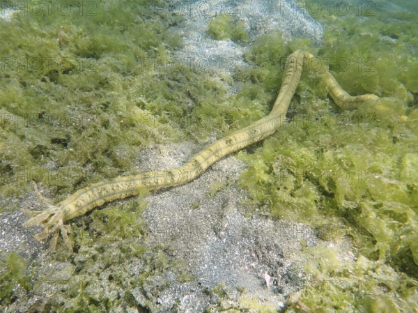 A serpentine sea creature, Feather mouth sea cucumber (Synapta maculata), crawls over algae and sand on the seabed. Dive site Secret Bay, Gilimanuk, Bali, Indonesia