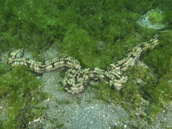 A long Feather mouth sea cucumber (Synapta maculata) meanders over seagrass in an underwater area. Dive site Secret Bay, Gilimanuk, Bali, Indonesia