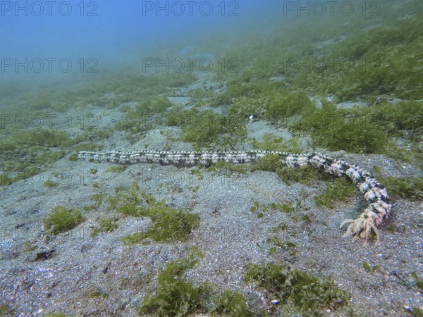 A long, snake-like Feather mouth sea cucumber (Synapta maculata) on a sandy seabed with algae. Dive site Secret Bay, Gilimanuk, Bali, Indonesia