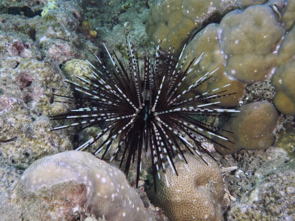 A contrasting sea urchin with sharp spines, banded sea urchin (Echinothrix calamaris), among corals. Dive site Prapat, Penyapangan, Bali, Indonesia