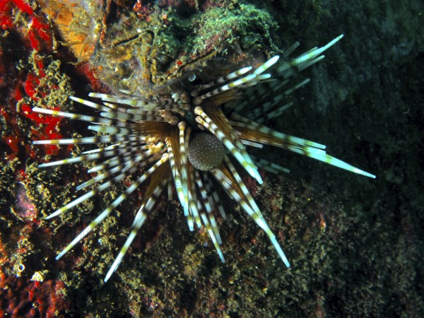 A colourful sea urchin with conspicuous spines, banded sea urchin (Echinothrix calamaris), on a rock under water. Dive site Secret Bay, Gilimanuk, Bali, Indonesia