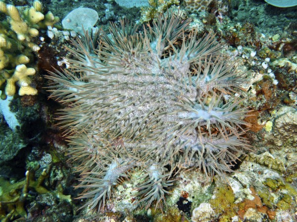 A spiny starfish, crown-of-thorns starfish (Acanthaster planci), lies on a colourful reef. Dive site Twin Reef, Penyapangan, Bali, Indonesia