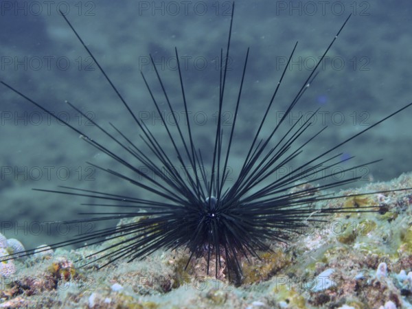A sea urchin with long black spines, Diadem sea urchin (Diadema setosum), resting quietly on the seabed. Dive site Pidada, Penyapangan, Bali, Indonesia