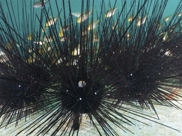 Some fish seek shelter with Arbacia lixula with long spines, Diadema setosum, in the sea. Dive site Secret Bay, Gilimanuk, Bali, Indonesia