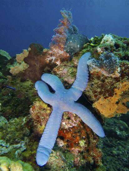 A blue starfish (Linckia laevigata) lies above colourful corals on the seabed. Dive site Spice Reef, Penyapangan, Bali, Indonesia