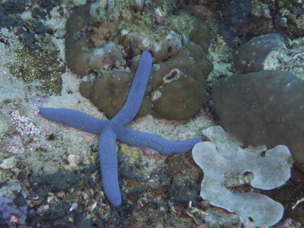 Blue starfish (blue Linckia laevigata), rare specimen with only 4 arms, resting on a rocky underwater landscape. Dive site Twin Reef, Penyapangan, Bali, Indonesia