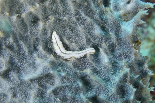 Feather mouth sea cucumber (Synapta maculata) juvenile on a black sea sponge. Dive site Coral Garden, Menjangan, Bali, Indonesia