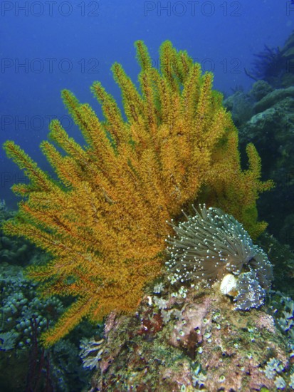 Yellow Feather Star (Comaster schlegelii) and sea anemone on a reef in the sea. Dive site Spice Reef, Penyapangan, Bali, Indonesia