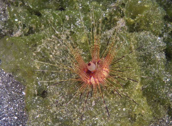 Colourful sea urchin with long spines, Variable Fire Urchin, Blue spotted sea urchin (Astropyga radiata), on a green seabed. Dive site Secret Bay, Gilimanuk, Bali, Indonesia