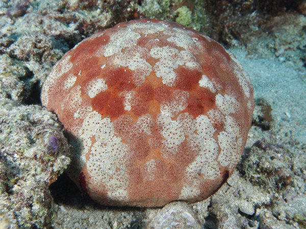 Orange and white cushion starfish (Culcita novaeguineae) with a unique pattern on the seabed. Dive site Spice Reef, Penyapangan, Bali, Indonesia