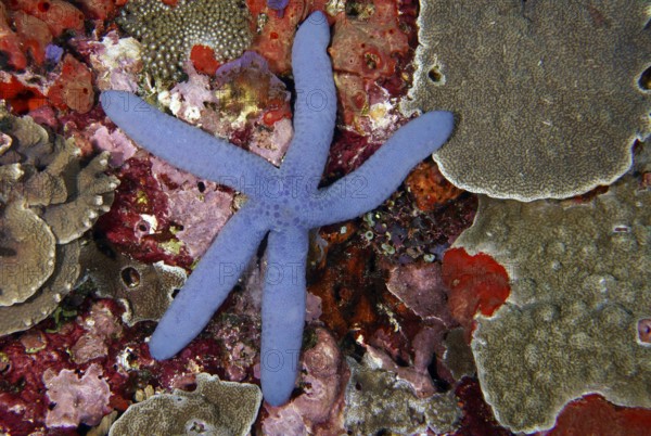 Blue starfish (blue Linckia laevigata) on a colourful coral reef bottom, diverse coral species. Dive site Toyapakeh, Nusa Ceningan, Nusa Penida, Bali, Indonesia
