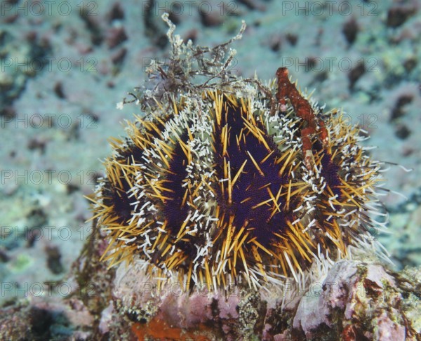 Colourful, spiny sea urchin, Tripneustes gratilla, sits on a rocky underwater bottom. Dive site Toyapakeh, Nusa Ceningan, Nusa Penida, Bali, Indonesia