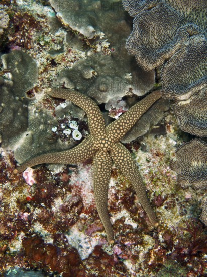 Brown starfish with dotted pattern, New Caledonia starfish, yellow net starfish (Nardoa novaecaledoniae), on a varied coral background. Dive site SD, Nusa Ceningan, Nusa Penida, Bali, Indonesia