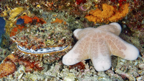 Granulated roller star (Choriaster granulatus) next to colourful corals and large variable spiny oyster (Spondylus varius) in an underwater landscape. Dive site Prapat, Penyapangan, Bali, Indonesia