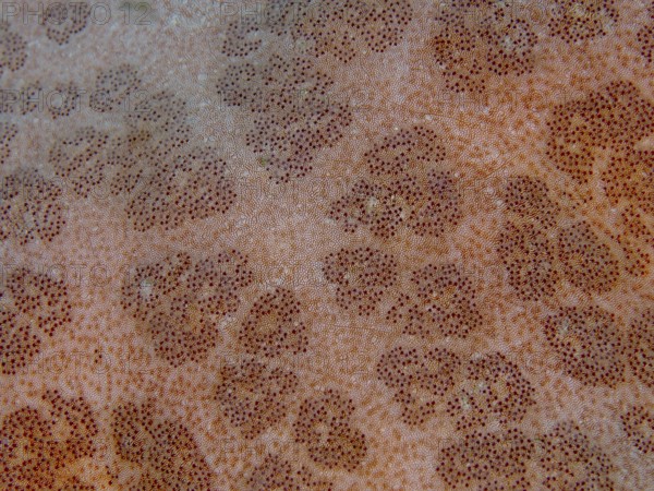 Close-up of the texture and pattern of the granulated roller star (Choriaster granulatus) . Dive site Close Encounters, Permuteran, Bali, Indonesia