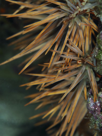 Close-up of a spiny starfish, crown-of-thorns starfish (Acanthaster planci), in a natural environment. Dive site Spice Reef, Penyapangan, Bali, Indonesia