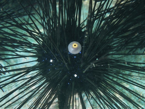 Close-up of a sea urchin with long dark spines, Diadem sea urchin (Diadema setosum), under water. Dive site Secret Bay, Gilimanuk, Bali, Indonesia