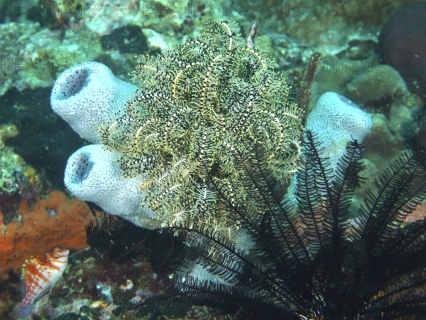 Diverse underwater scenery with Bennett's hair star (Anneissia bennetti) and sponges in vivid colours. Dive site Pidada, Penyapangan, Bali, Indonesia