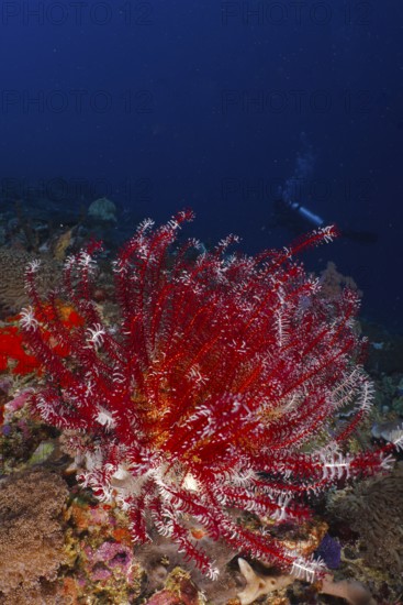 Red Bennett's hairstar (Anneissia bennetti) in a dark ocean environment with a diver in the background. Dive site SD, Nusa Ceningan, Nusa Penida, Bali, Indonesia
