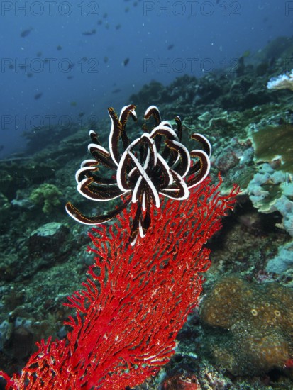 Bennett's hairstar (Anneissia bennetti) on red-coloured coral in a lively underwater environment. Dive site Toyapakeh, Nusa Ceningan, Nusa Penida, Bali, Indonesia