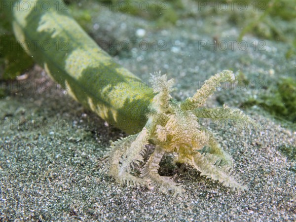 A close-up of the head of a Feather mouth sea cucumber (Synapta maculata) on a sandy bottom. Dive site Secret Bay, Gilimanuk, Bali, Indonesia