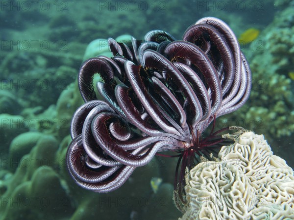 A Bennett's hairstar (Anneissia bennetti) on a coral in the depths of the sea. Dive site Prapat, Penyapangan, Bali, Indonesia