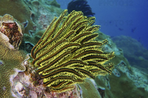 Bright yellow-green Bushy feather star, Variable Yellow Feather Star (Comaster schlegelii) protrudes from a lively reef. Dive site Toyapakeh, Nusa Ceningan, Nusa Penida, Bali, Indonesia