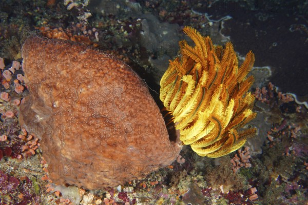 Bright orange round yellow Bushy feather star, Variable feather star (Comaster schlegelii) next to a large, lumpy sea sponge. Dive site Toyapakeh, Nusa Ceningan, Nusa Penida, Bali, Indonesia