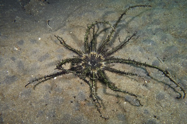 Haeckel's sand anemone (Actinostephanus haeckeli), sea anemone, lies spread out on the sandy seabed. Dive site USAT Liberty, Tulamben, Bali, Indonesia