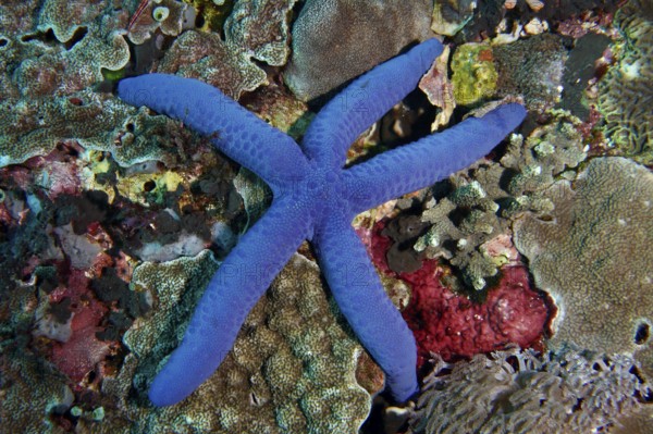 Lively blue starfish (blue Linckia laevigata) on a richly structured coral reef. Dive site Toyapakeh, Nusa Ceningan, Nusa Penida, Bali, Indonesia