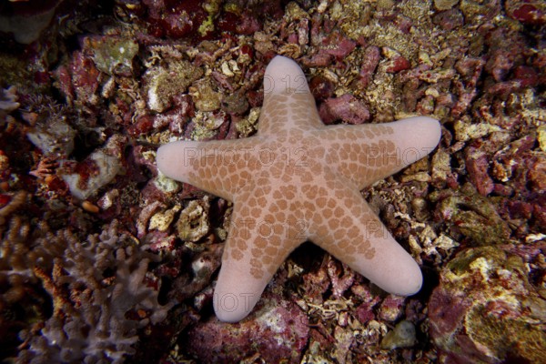 Beige starfish with geometric patterns, granulated roller star (Choriaster granulatus), on a colourful underwater bottom. Dive site Toyapakeh, Nusa Ceningan, Nusa Penida, Bali, Indonesia