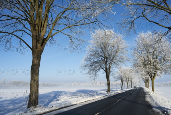 Snowy country road with snow-covered trees on a clear winter day, alley in snow with hoarfrost, between Groß Bülten and Bülten, Ilsede, Peine district, Lower Saxony, Germany