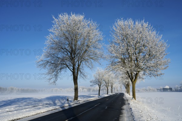 Snowy road with frost-resistant trees on a clear blue sky, alley in snow with hoarfrost, between Groß Bülten and Bülten, Ilsede, Peine district, Lower Saxony, Germany